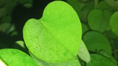 Close-up macro view of lush green plant leaves 库存照片