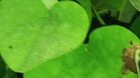 Close-up macro view of lush green plant leaves 库存照片