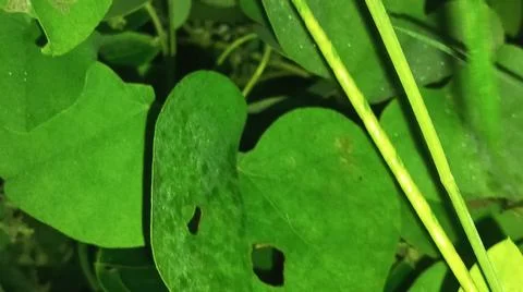 Close-up macro view of lush green plant leaves 库存照片