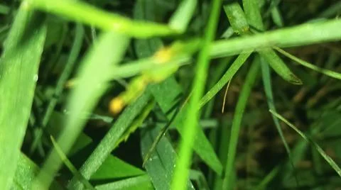 Close-up macro view of lush green rice paddy leaves in a flooded field Stockfoto's