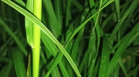 Close-up macro view of lush green rice paddy leaves in a flooded field 库存照片