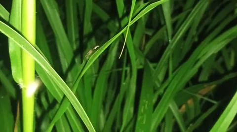 Close-up macro view of lush green rice paddy leaves in a flooded field Stockfoto's