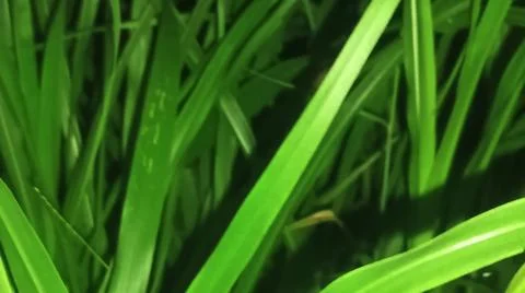 Close-up macro view of lush green rice paddy leaves in a flooded field 库存照片