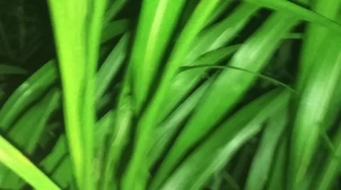 Close-up macro view of lush green rice paddy leaves in a flooded field 库存照片