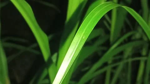 Close-up macro view of lush green rice paddy leaves in a flooded field 库存照片