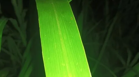 Close-up macro view of lush green rice paddy leaves in a flooded field 库存照片