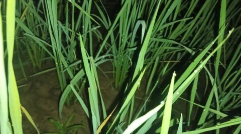 Close-up macro view of lush green rice paddy leaves in a flooded field 库存照片