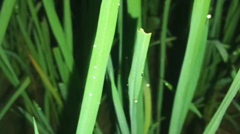 Close-up macro view of lush green rice paddy leaves in a flooded field 库存照片