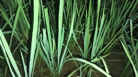 Close-up macro view of lush green rice paddy leaves in a flooded field 库存照片