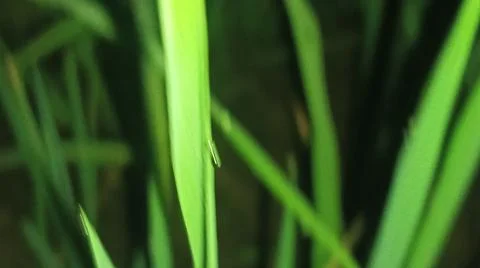 Close-up macro view of lush green rice paddy leaves in a flooded field 库存照片