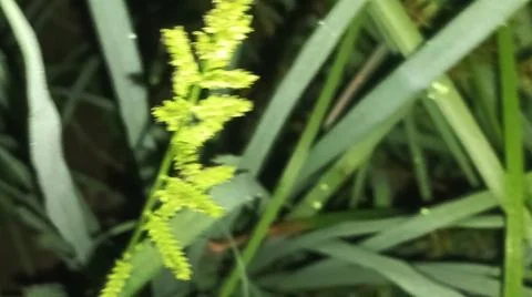 Close-up macro view of lush green rice paddy leaves in a flooded field 库存照片