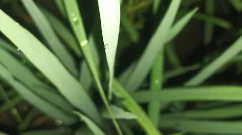 Close-up macro view of lush green rice paddy leaves 库存照片