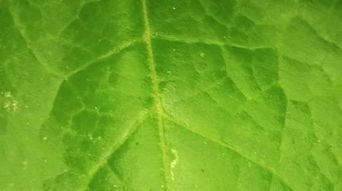 Close-up macro view of lush green rice paddy leaves Stockfoto's
