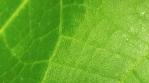 Close-up macro view of lush green rice paddy leaves 库存照片