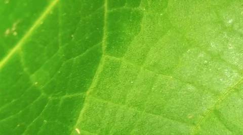 Close-up macro view of lush green rice paddy leaves 库存照片