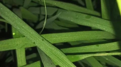 Close-up macro view of lush green rice paddy leaves 库存照片