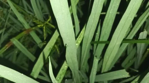 Close-up macro view of lush green rice paddy leaves 库存照片
