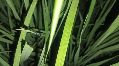 Close-up macro view of lush green rice paddy leaves 库存照片