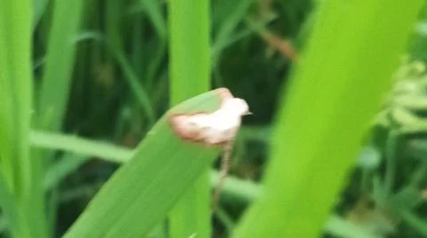 Close-up macro view of lush green rice paddy leaves 库存照片