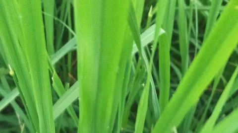 Close-up macro view of lush green rice paddy leaves 库存照片