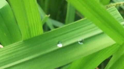 Close-up macro view of lush green rice paddy leaves 库存照片