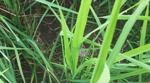 Close-up macro view of lush green rice paddy leaves 库存照片