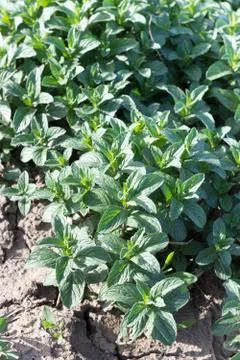 Close macro view of mint plant in the field Foto stock
