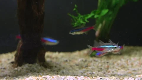 Close up Macro view of Neon Tetra and Galaxy Rasbora Danio Margaritatus Aquarium Stock Footage 255650758