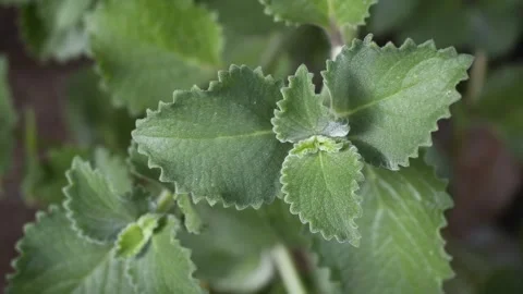 Close-up macro view of oregano plant in the garden Stock Footage 248739826