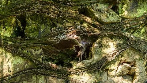 Close up macro view of a palm tree trunk showing brown fibers and mossy bar.. Foto stock