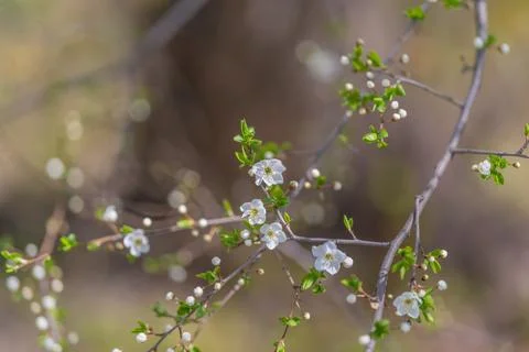 Close macro view of petals, fine texture and visible pollen grains, shallow f Stock Photos