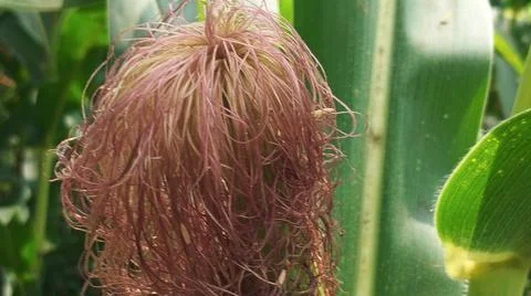 Close-up macro view of red corn silk Stock Photos