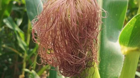Close-up macro view of red corn silk Foto stock