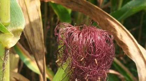 Close-up macro view of red corn silk Foto stock