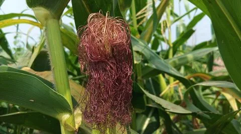 Close-up macro view of red corn silk Foto stock