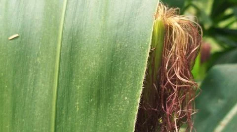 Close-up macro view of red corn silk Foto stock