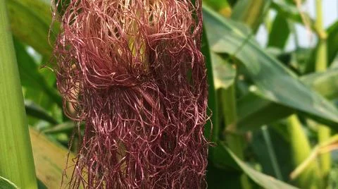 Close-up macro view of red corn silk Foto stock