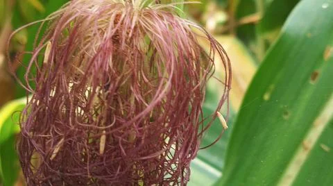 Close-up macro view of red corn silk 库存照片