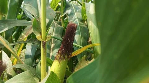 Close-up macro view of red corn silk Foto stock