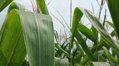 Close-up macro view of red corn silk Foto stock