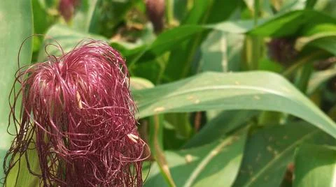 Close-up macro view of red corn silk Foto stock