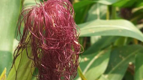 Close-up macro view of red corn silk Foto stock