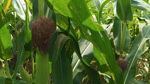 Close-up macro view of red corn silk Foto stock