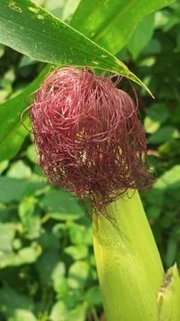 Close-up macro view of red corn silk Foto stock