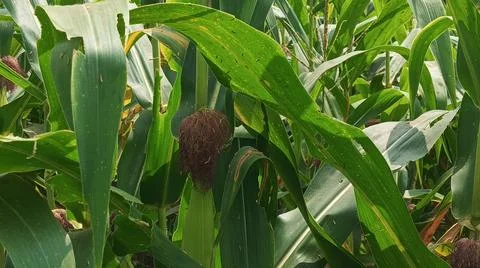 Close-up macro view of red corn silk Foto stock