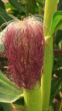 Close-up macro view of red corn silk Foto stock