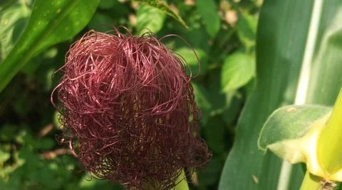 Close-up macro view of red corn silk Foto stock