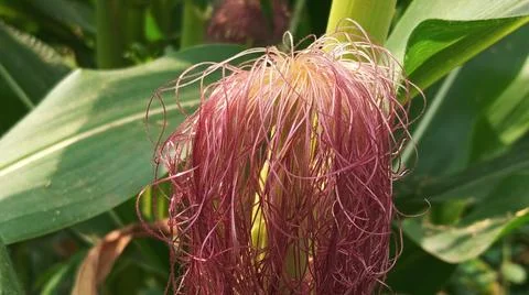 Close-up macro view of red corn silk Foto stock
