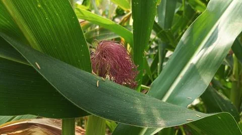 Close-up macro view of red corn silk Foto stock