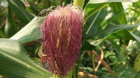 Close-up macro view of red corn silk Foto stock